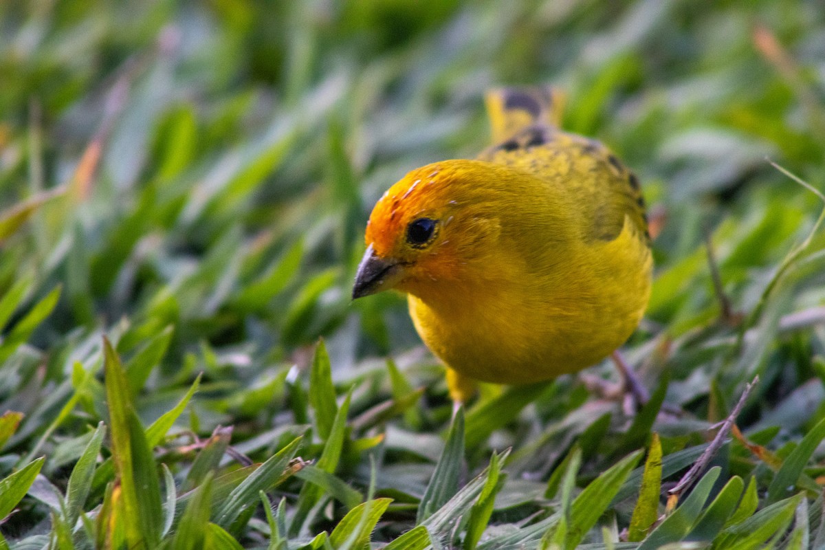 Saffron Finch - ML620511439