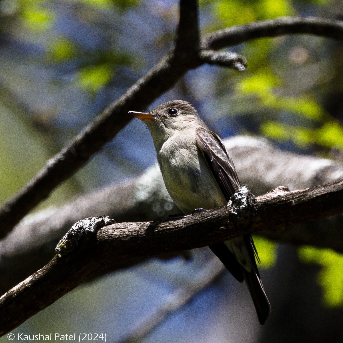 Alder/Willow Flycatcher (Traill's Flycatcher) - ML620511442