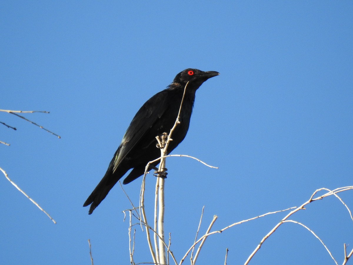 Metallic Starling - ML620511443