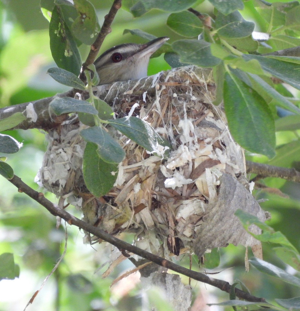 Red-eyed Vireo - ML620511450