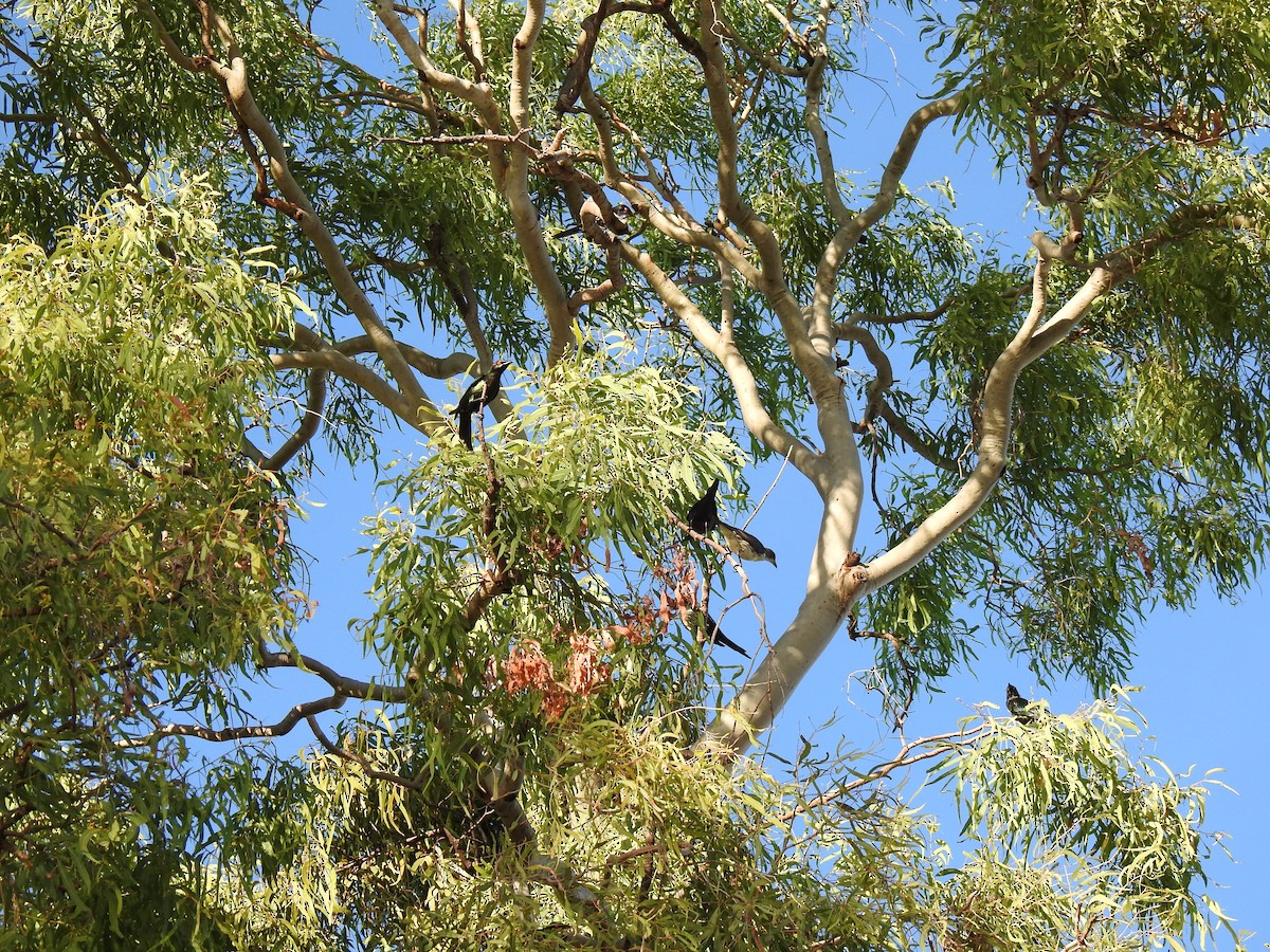 Metallic Starling - ML620511454