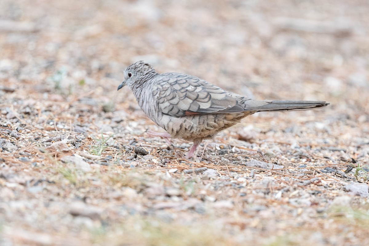 Inca Dove - Suzy Deese