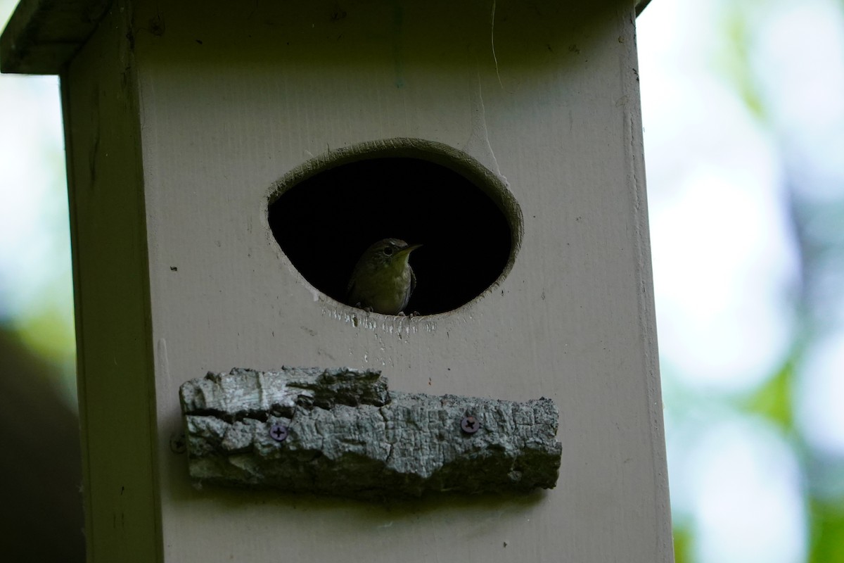 House Wren - ML620511466