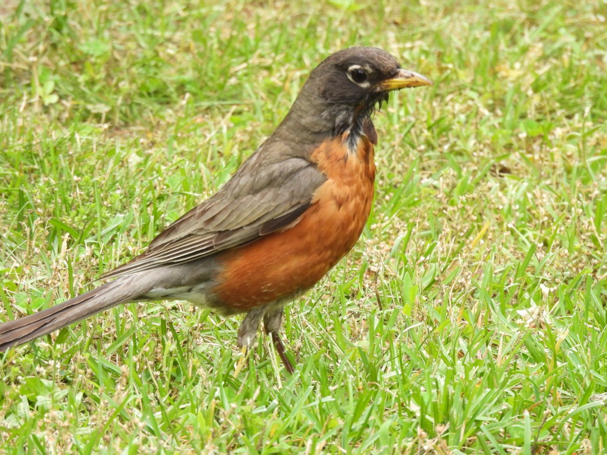 American Robin - ML620511468