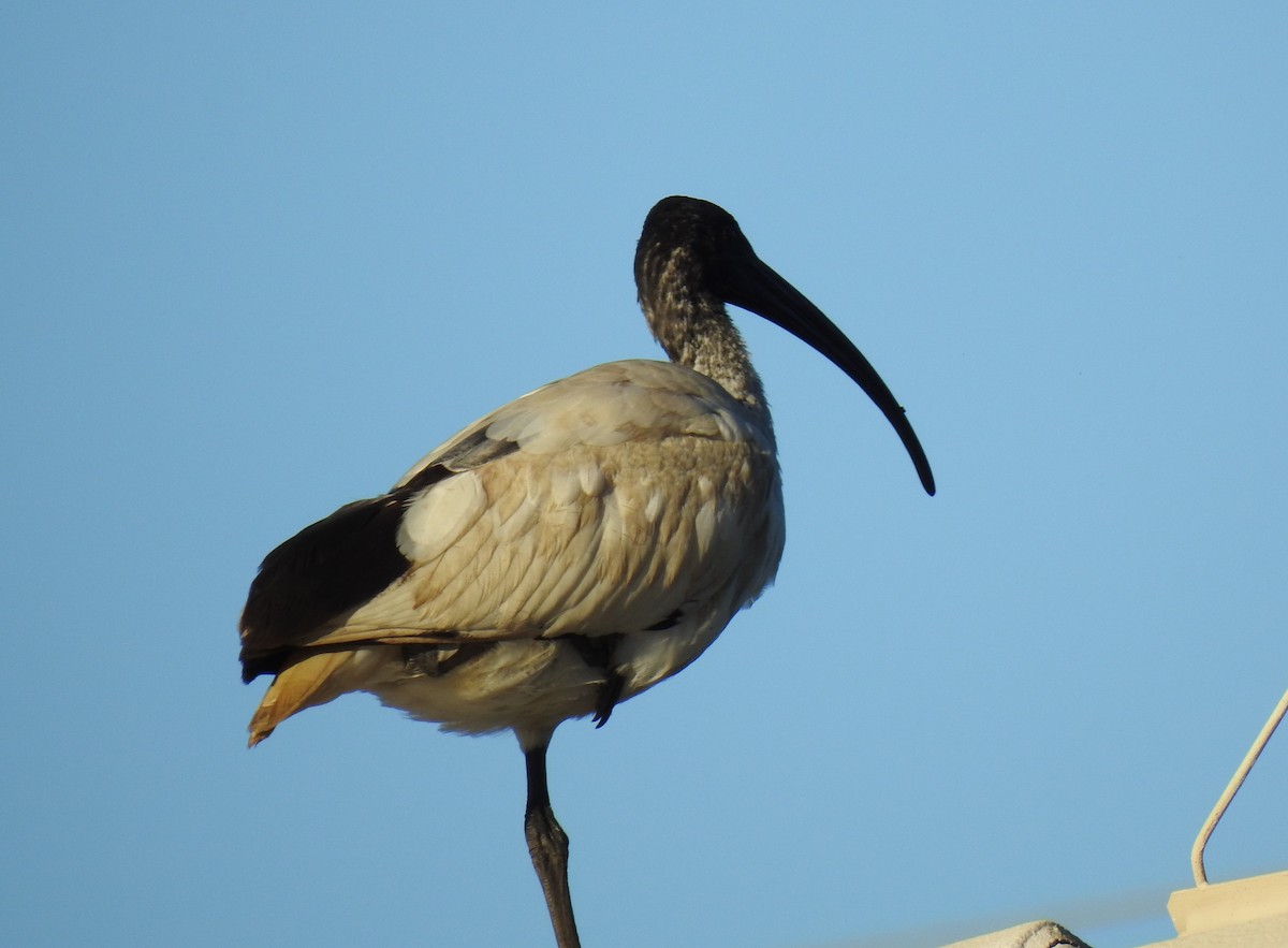 Australian Ibis - ML620511474