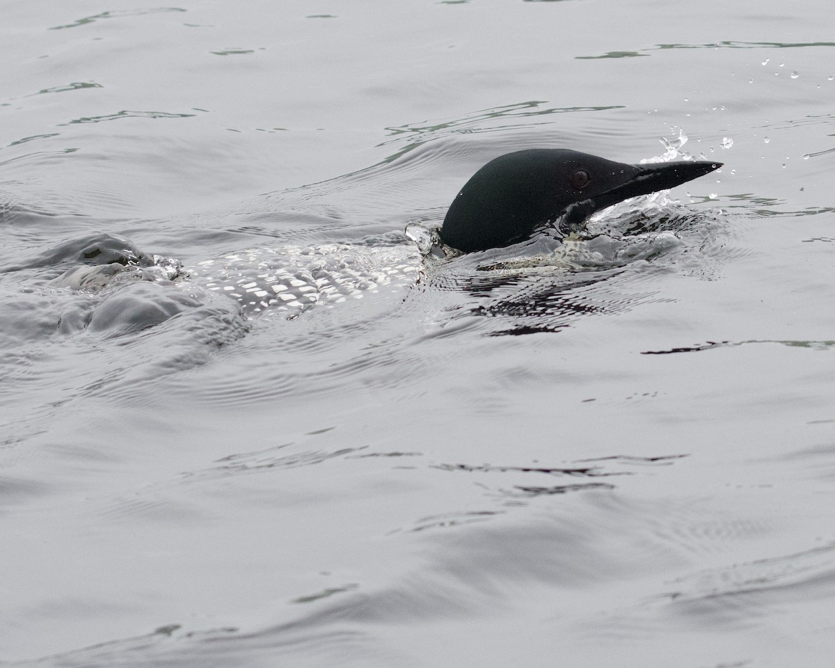 Common Loon - Larry Waddell
