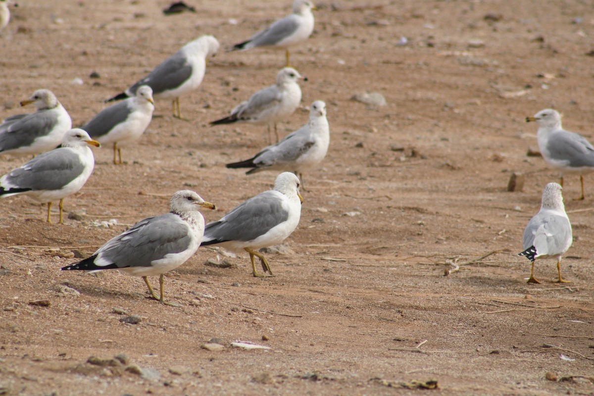 Gaviota Californiana - ML620511482