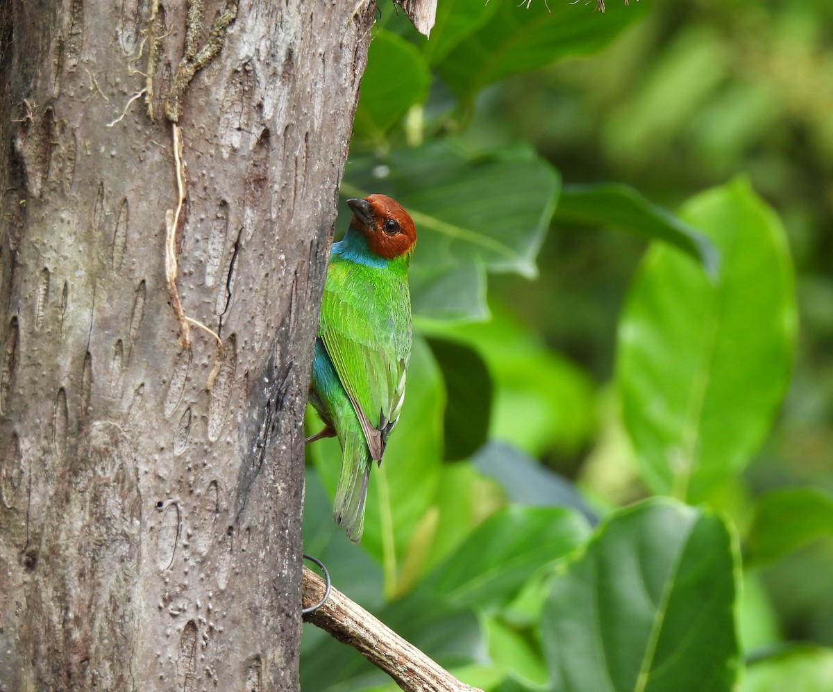 Bay-headed Tanager - ML620511483