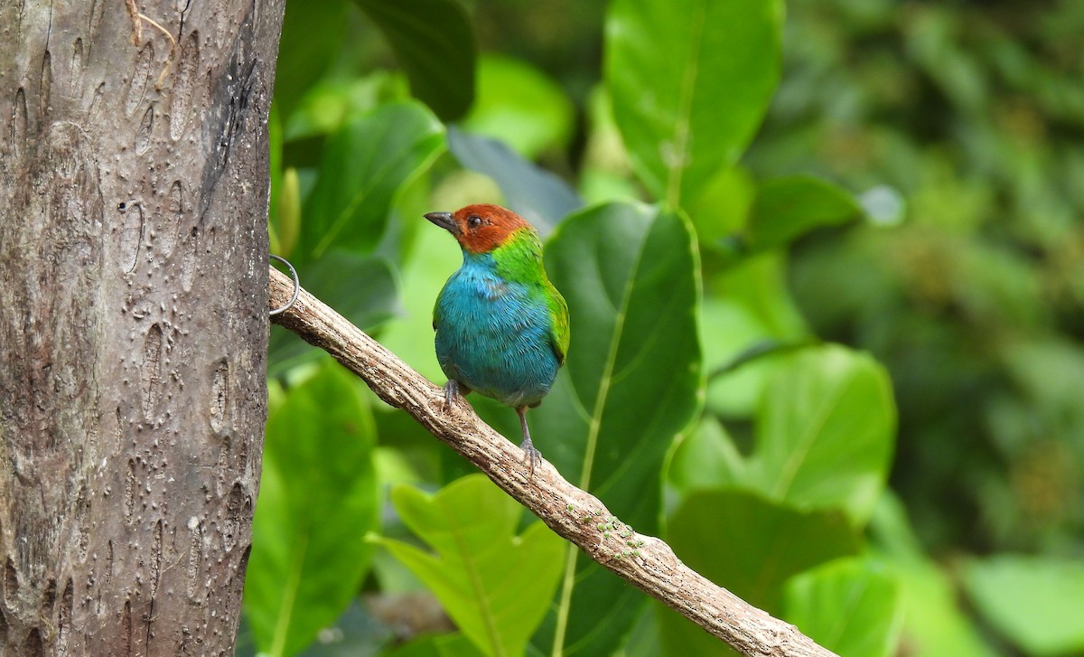 Bay-headed Tanager - ML620511488