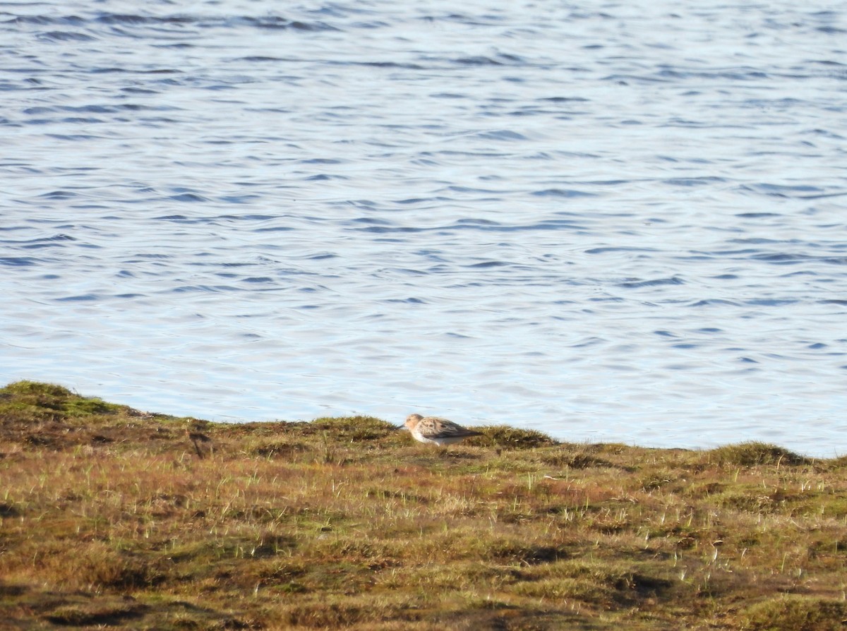 rødstrupesnipe - ML620511489