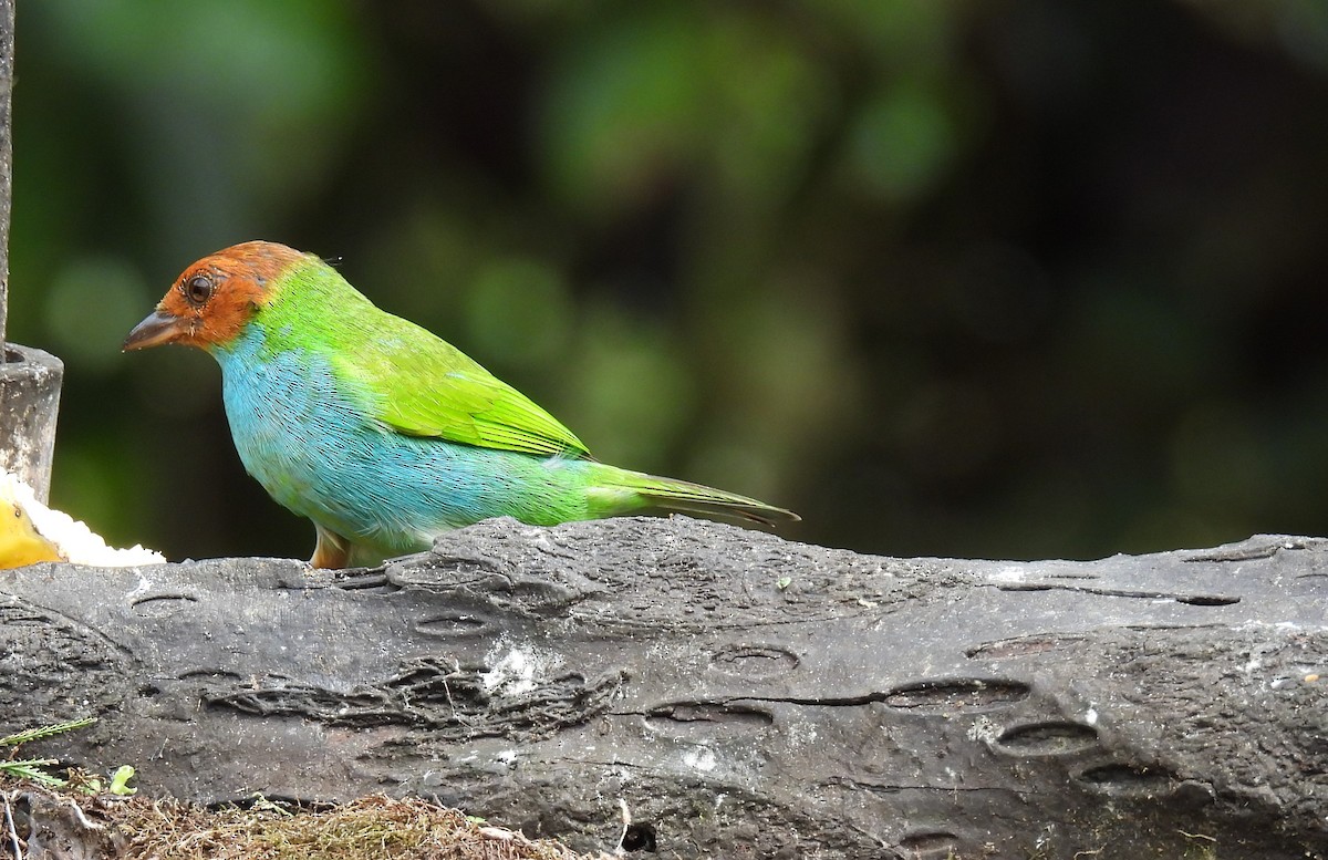 Bay-headed Tanager - ML620511491