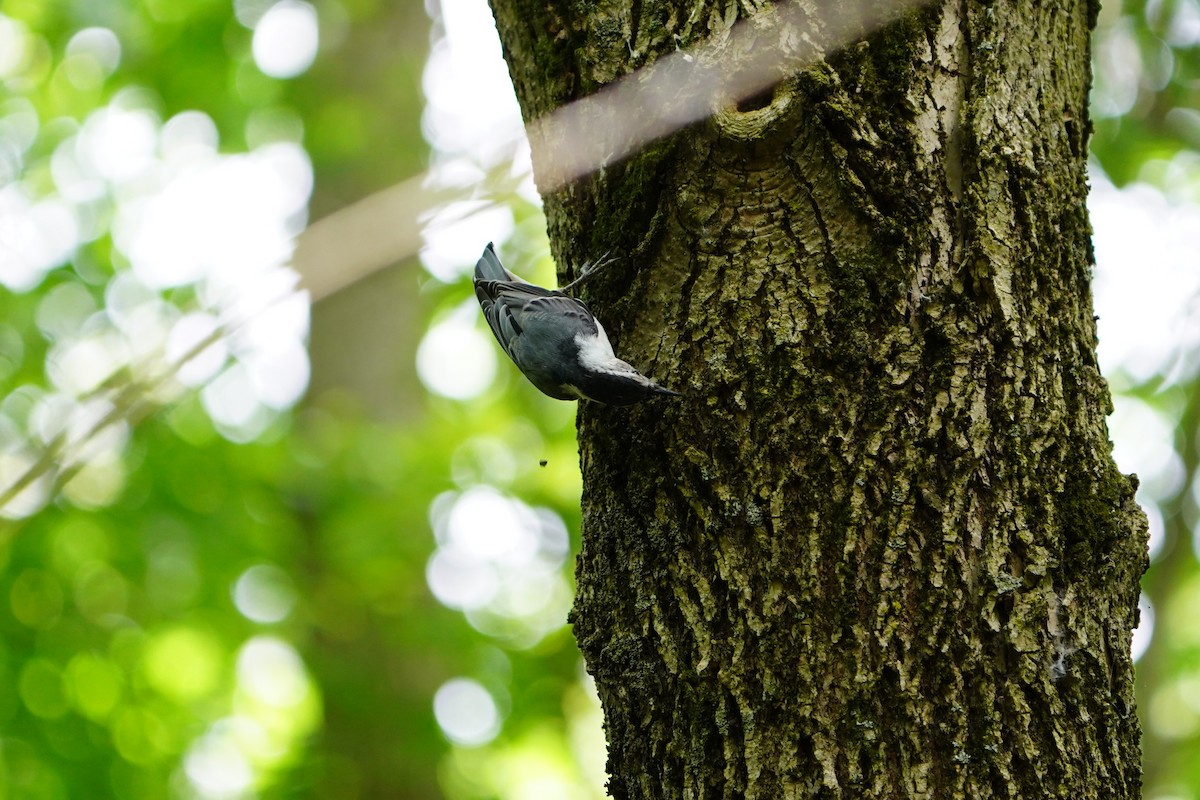 White-breasted Nuthatch - ML620511492