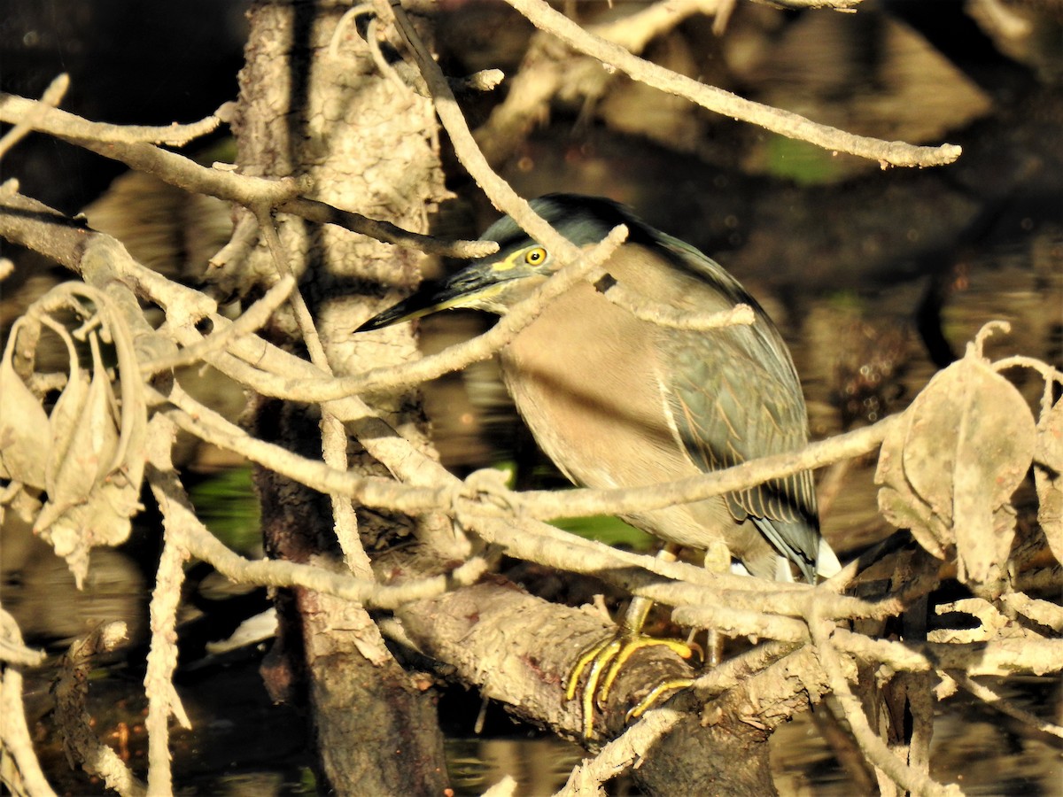 Striated Heron - ML620511495