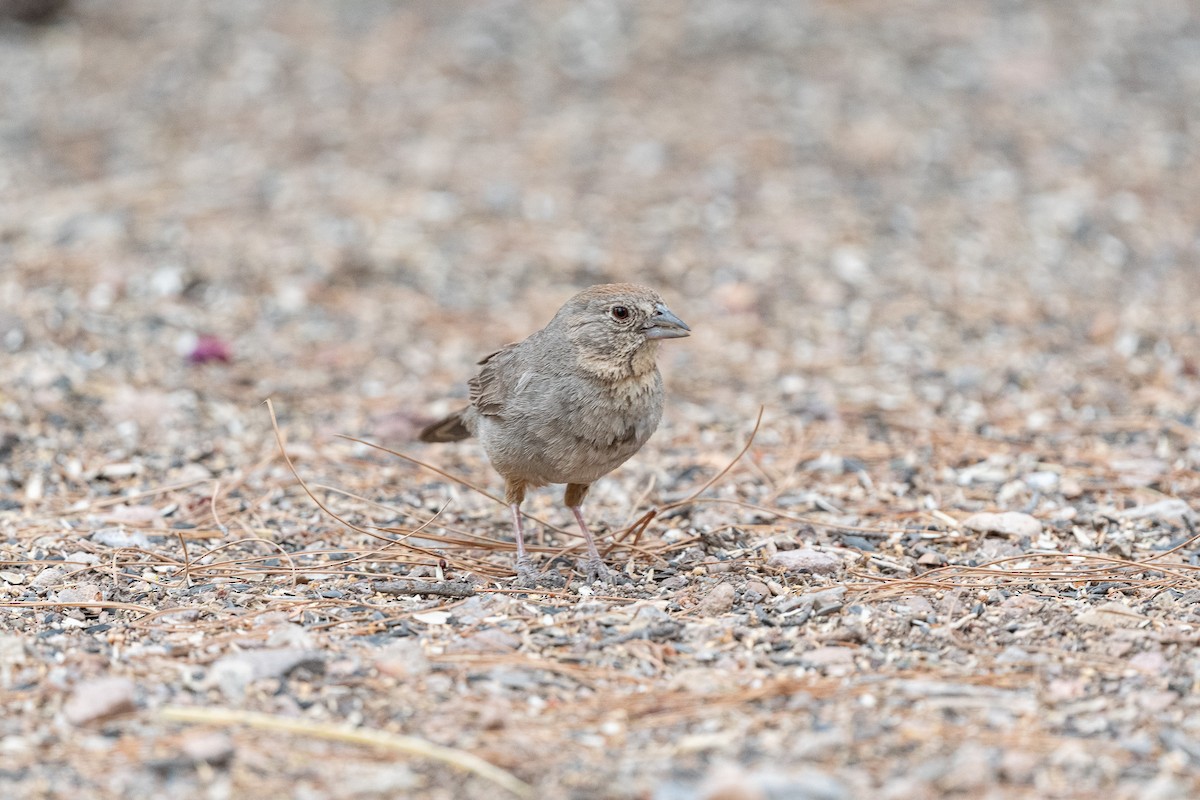 Canyon Towhee - ML620511501