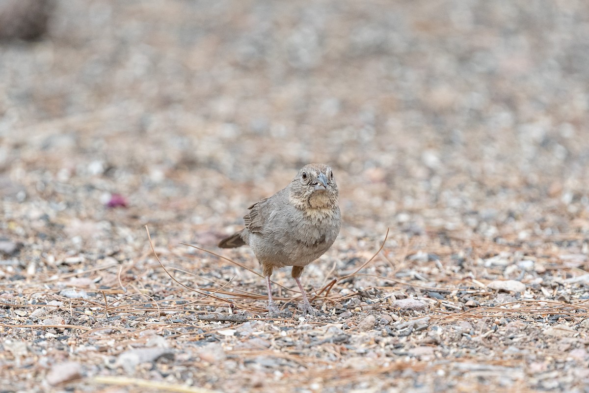 Canyon Towhee - ML620511502