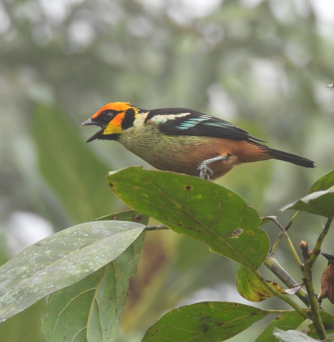 Flame-faced Tanager - ML620511506