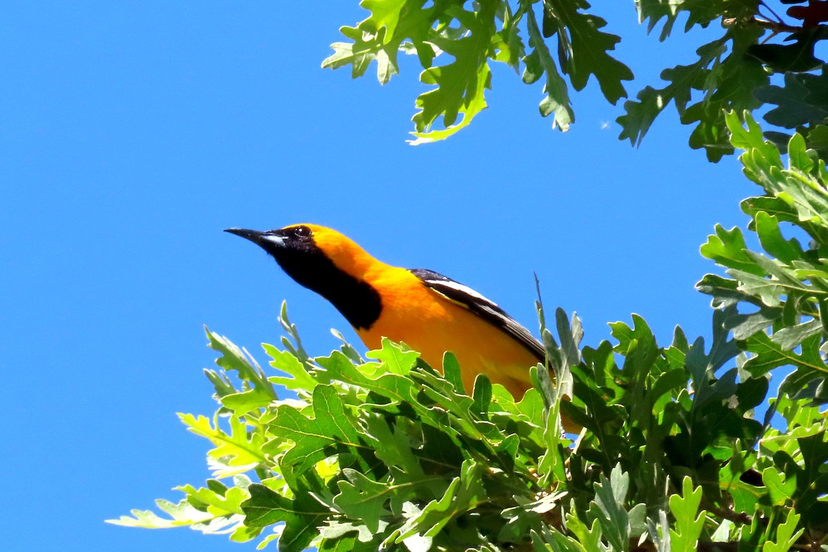 Hooded Oriole - ML620511507