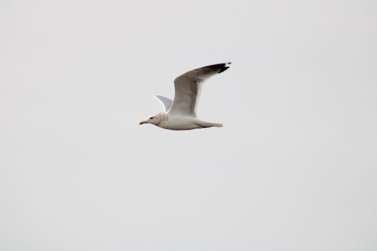 Herring Gull - ML620511511