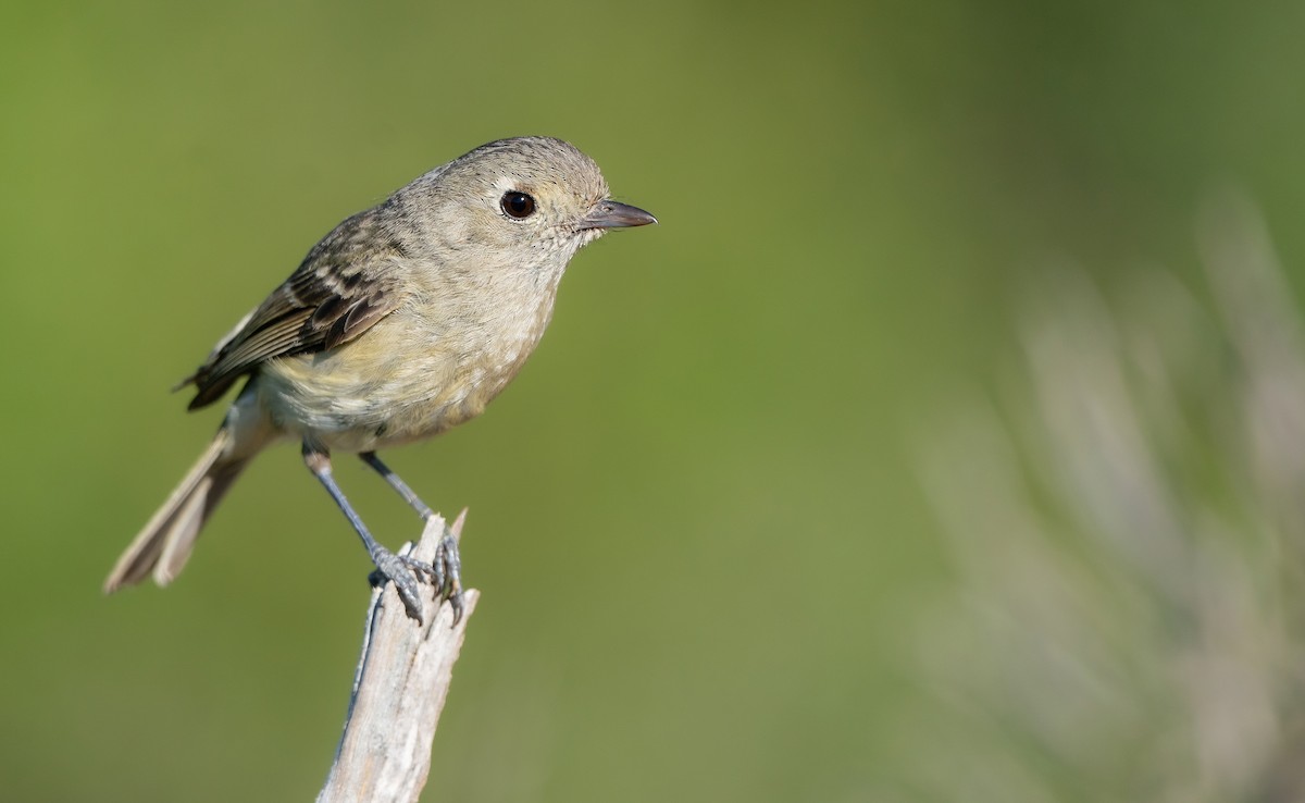 Hutton's Vireo - ML620511517