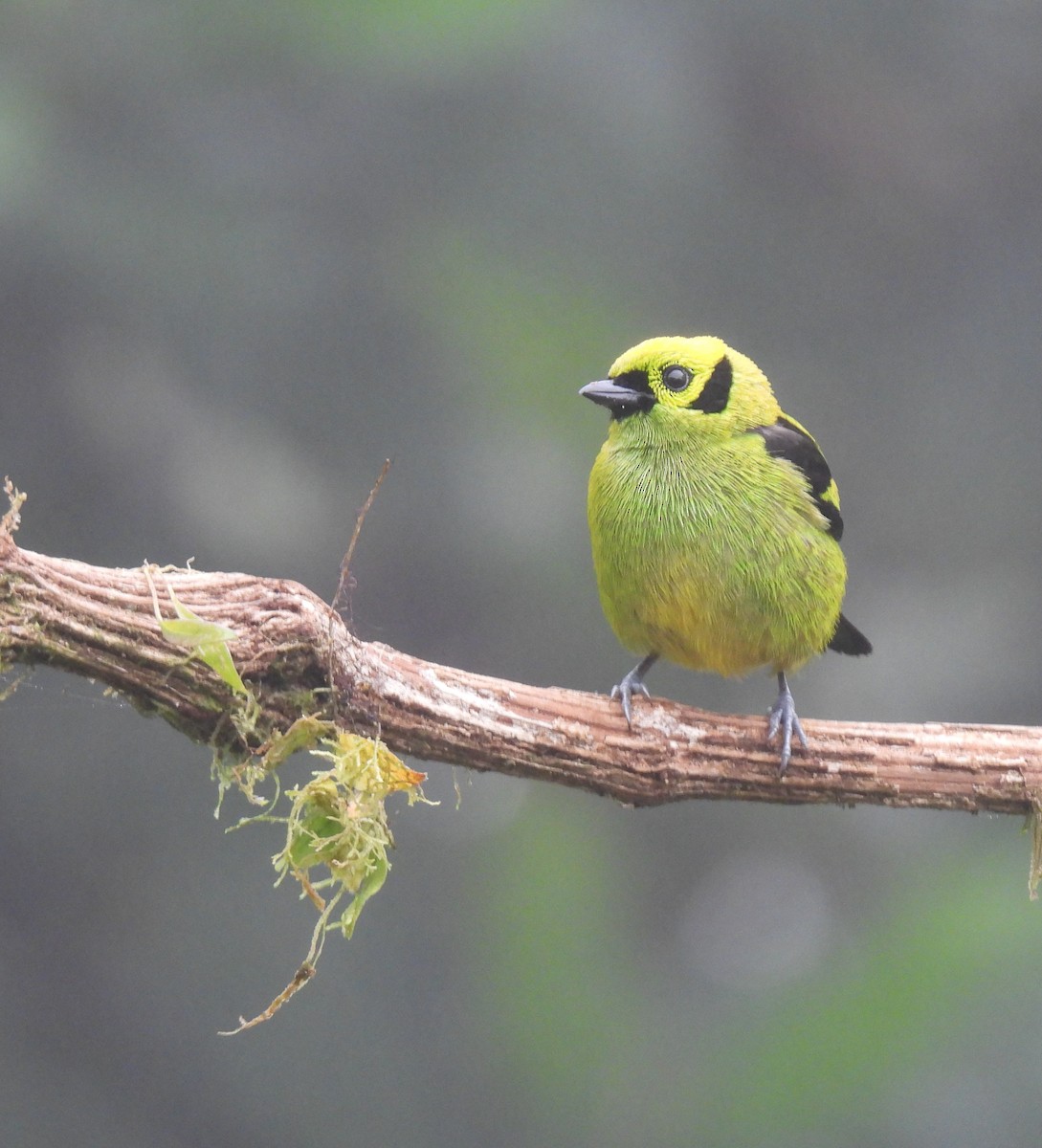 Emerald Tanager - ML620511519