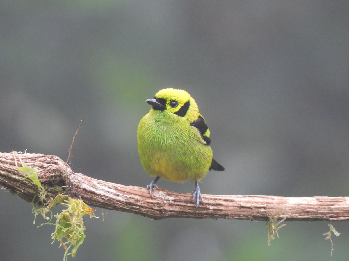 Emerald Tanager - ML620511521