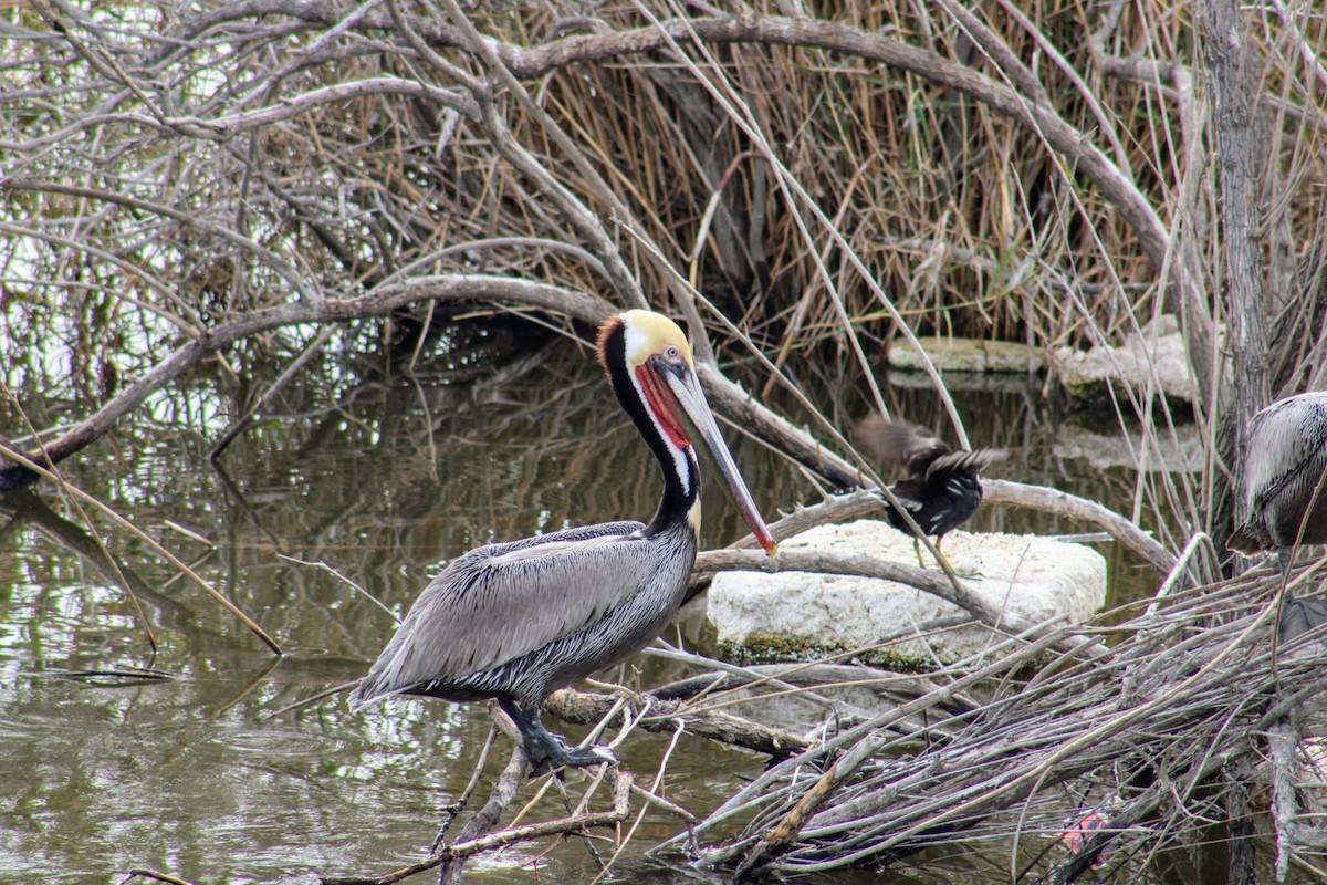 Brown Pelican - ML620511522