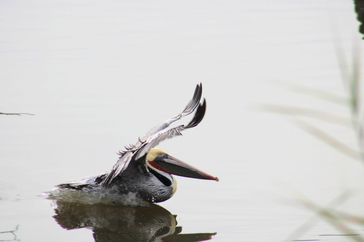 Brown Pelican - ML620511523