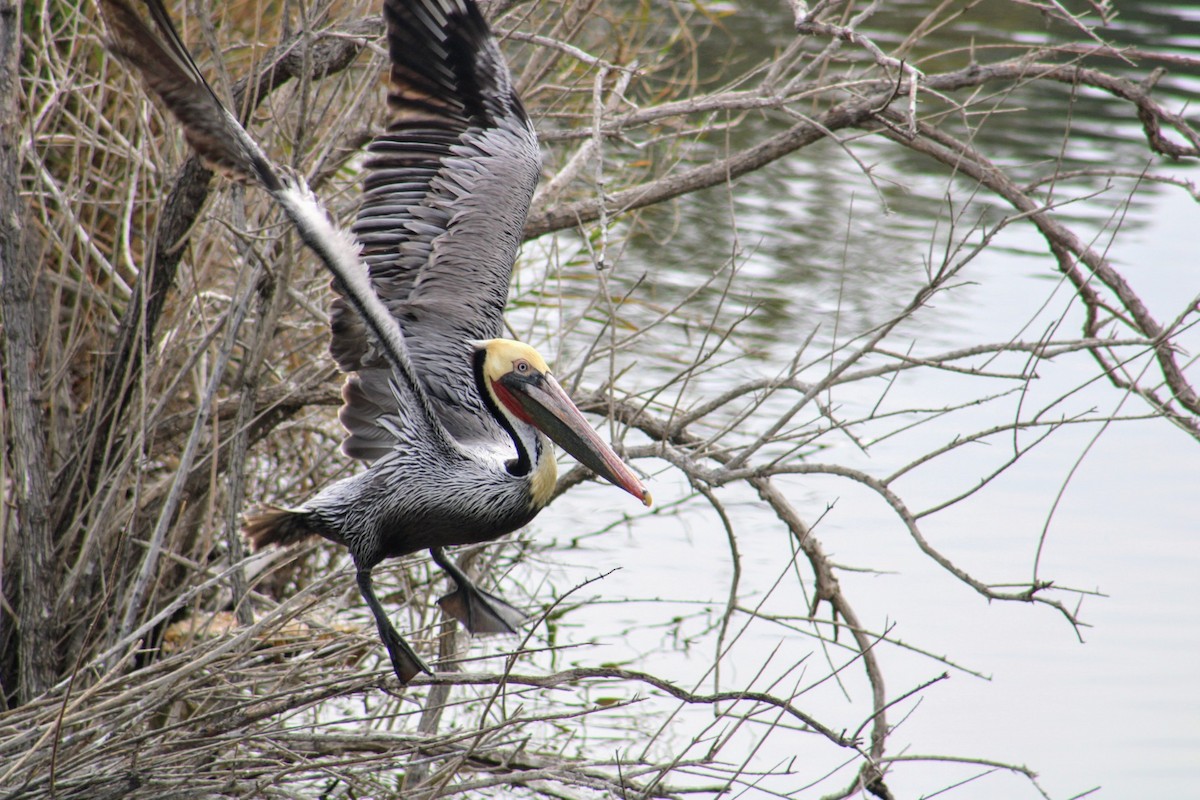 Brown Pelican - ML620511525