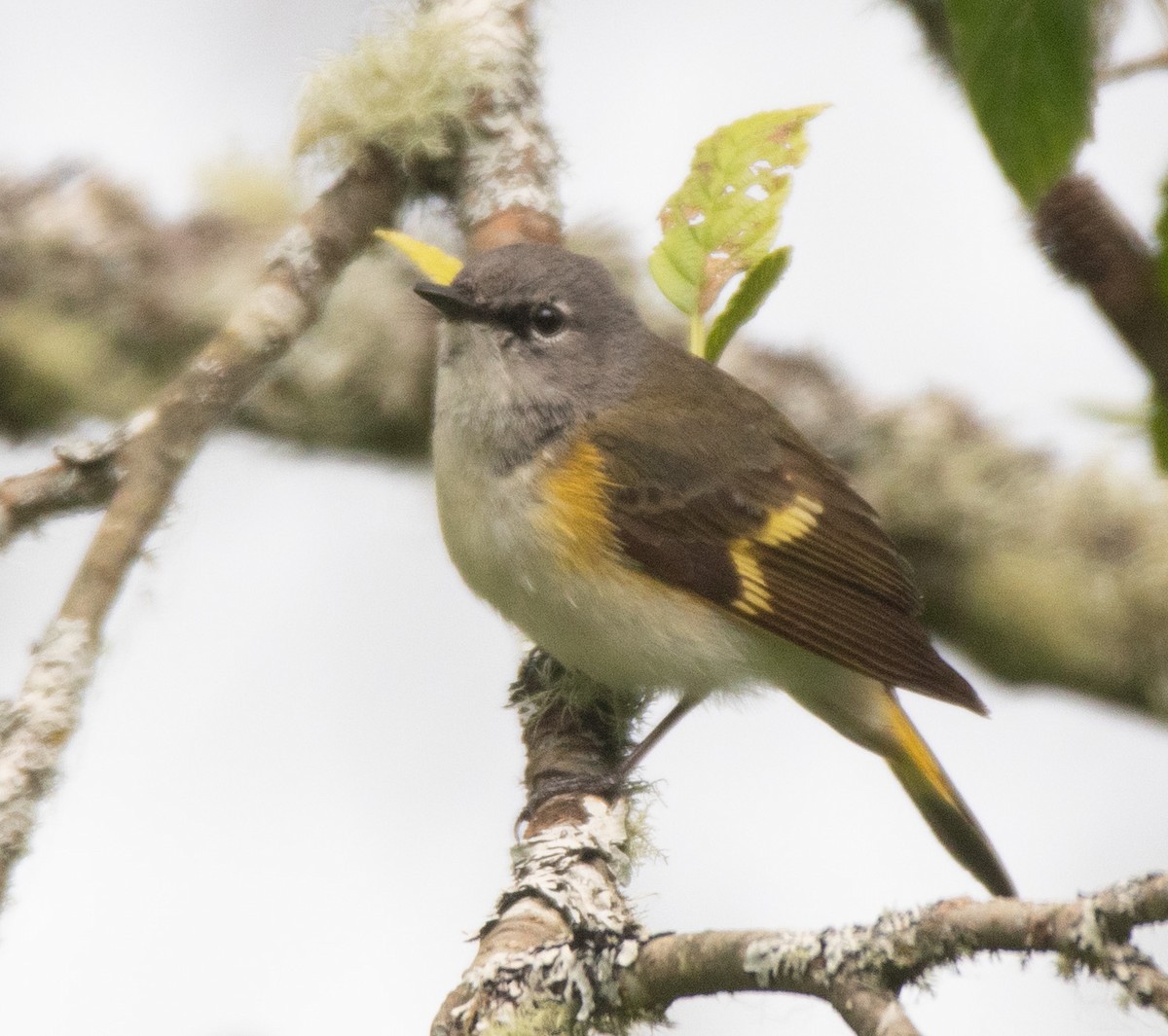 American Redstart - ML620511528