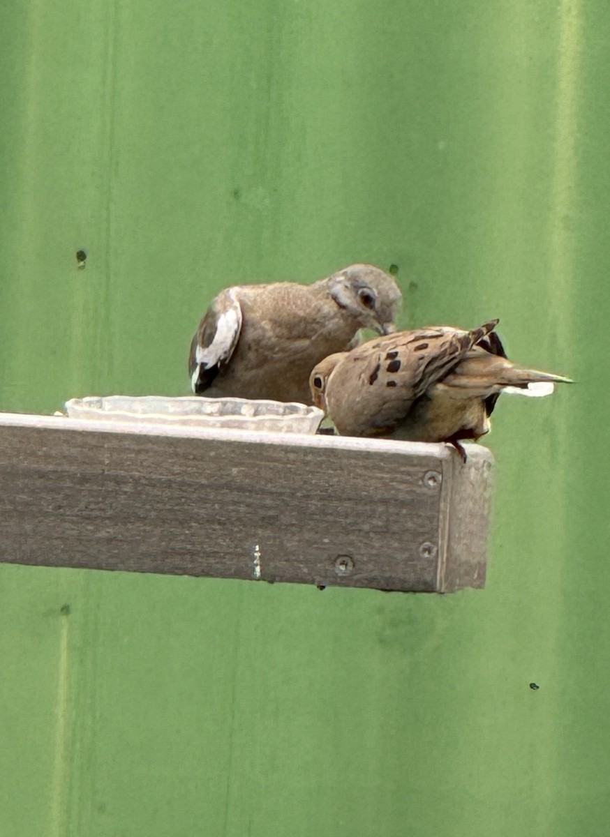 White-winged Dove - ML620511532