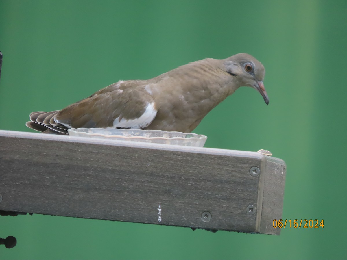 White-winged Dove - ML620511533