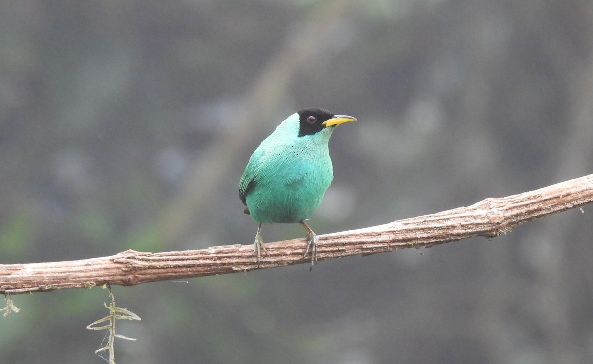 Green Honeycreeper - ML620511535