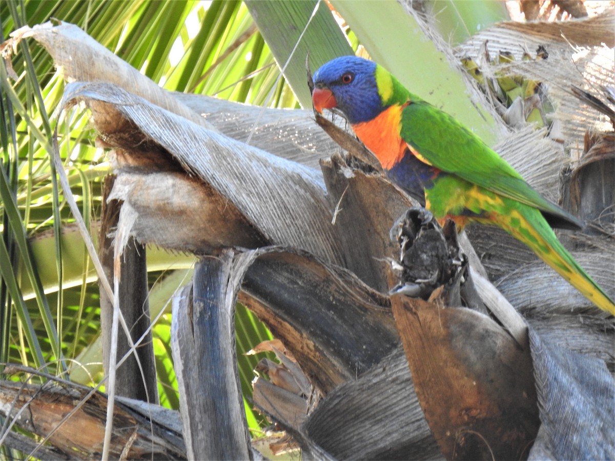 Rainbow Lorikeet - ML620511537