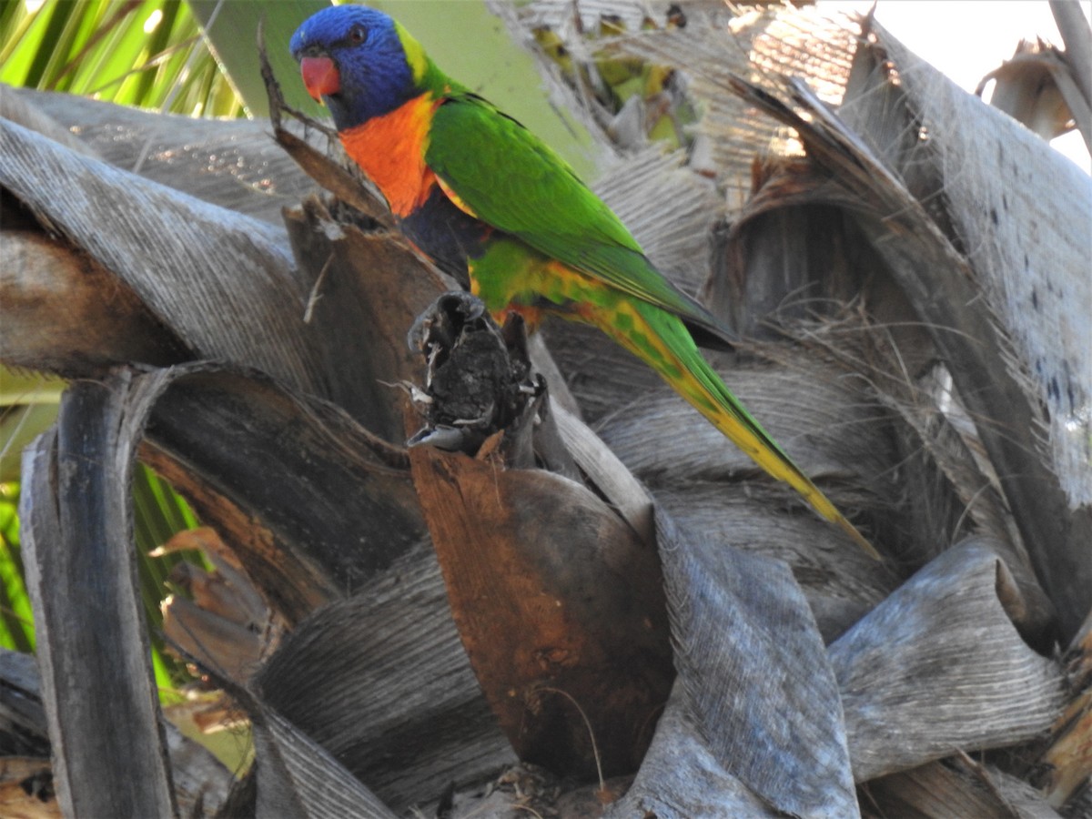 Rainbow Lorikeet - ML620511538