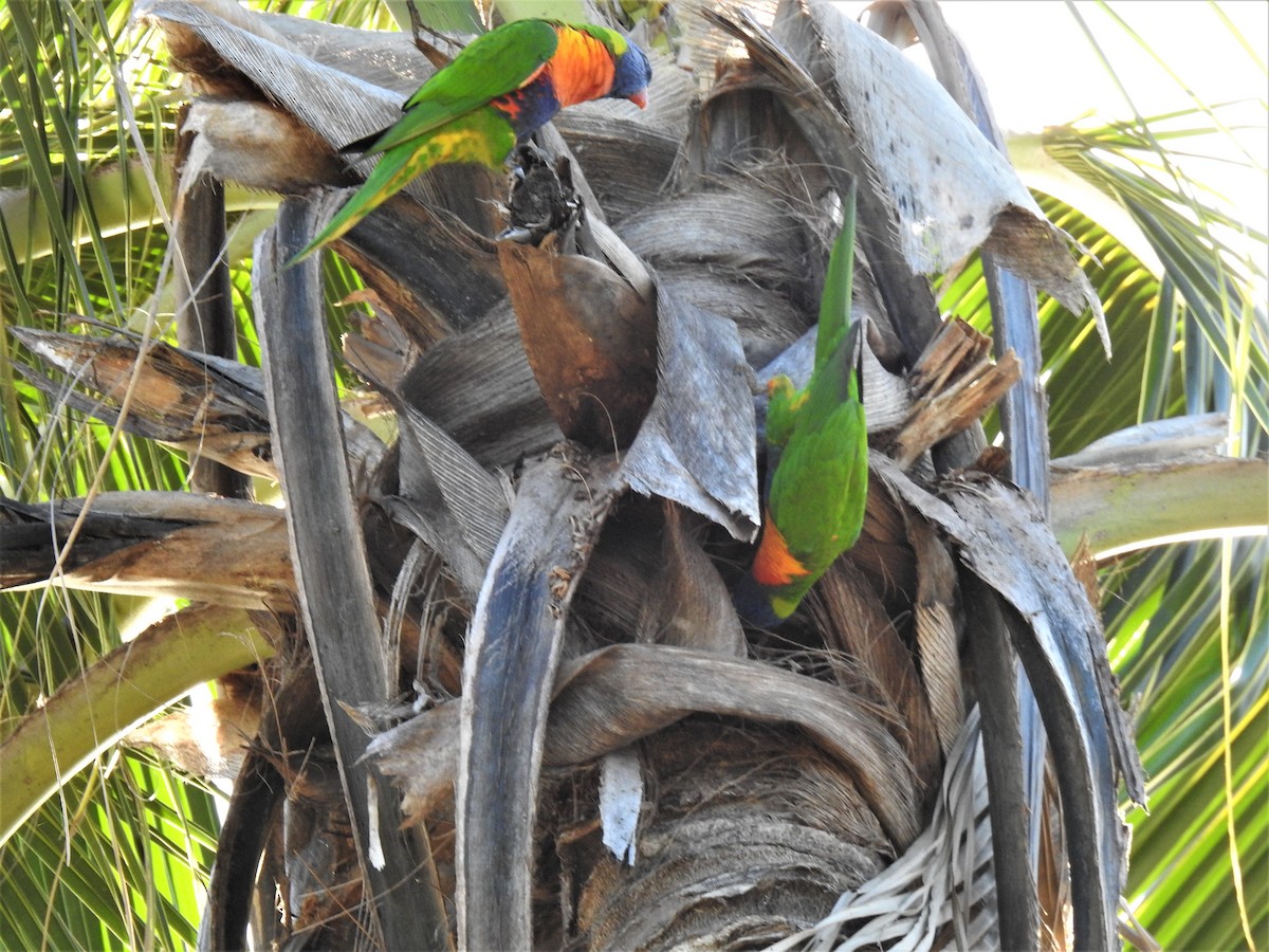 Rainbow Lorikeet - ML620511539