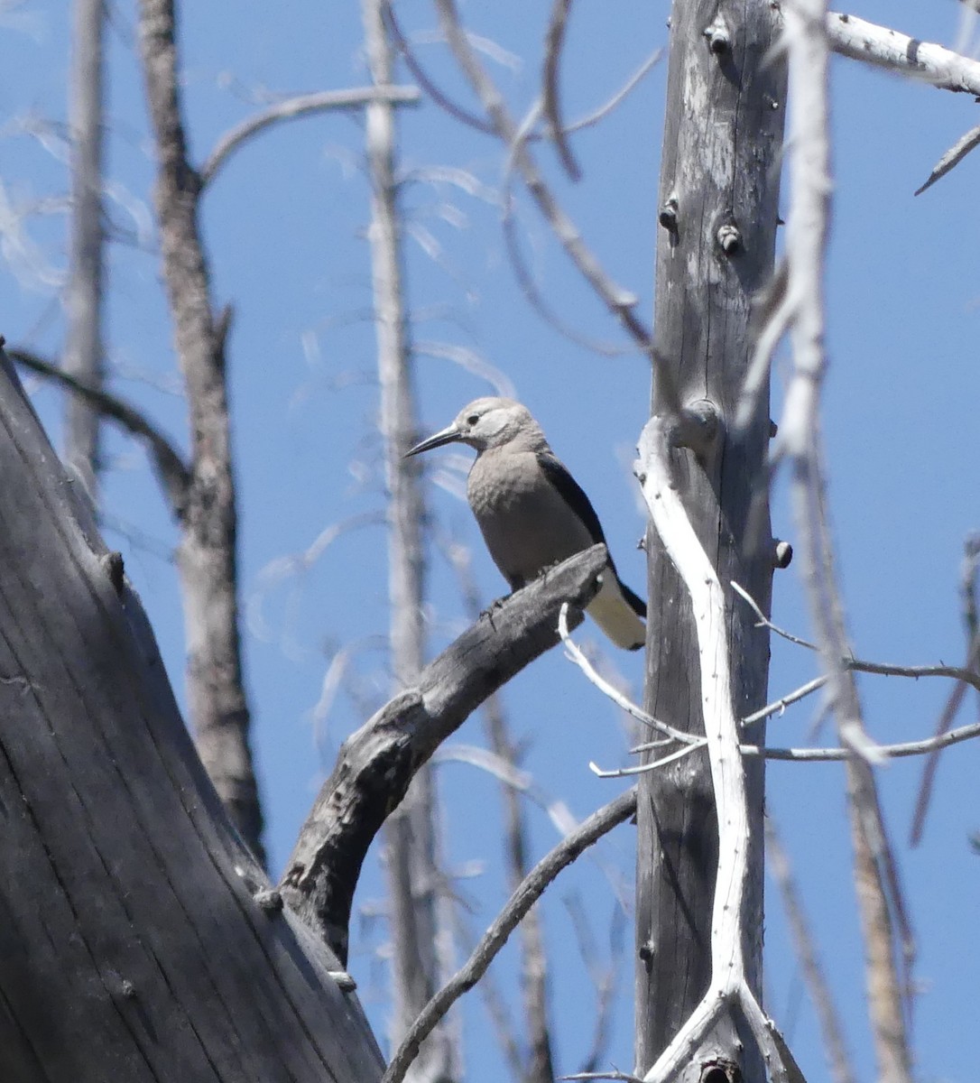 Clark's Nutcracker - ML620511543