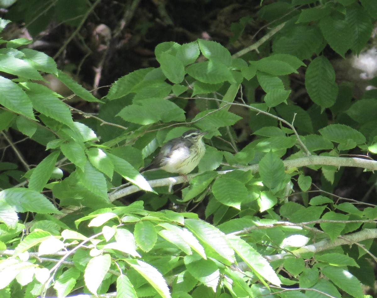 Louisiana Waterthrush - Matt Hofeditz