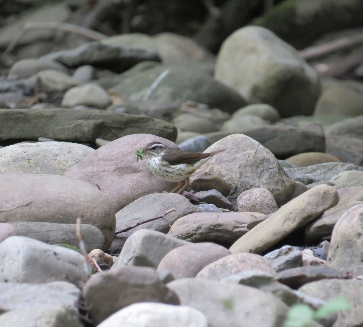 Louisiana Waterthrush - ML620511562