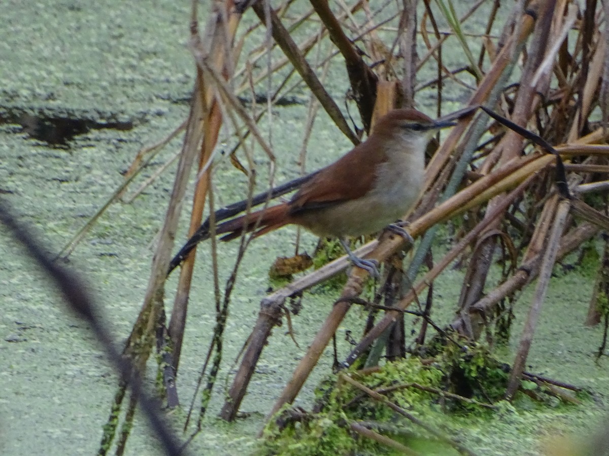 Yellow-chinned Spinetail - ML620511582