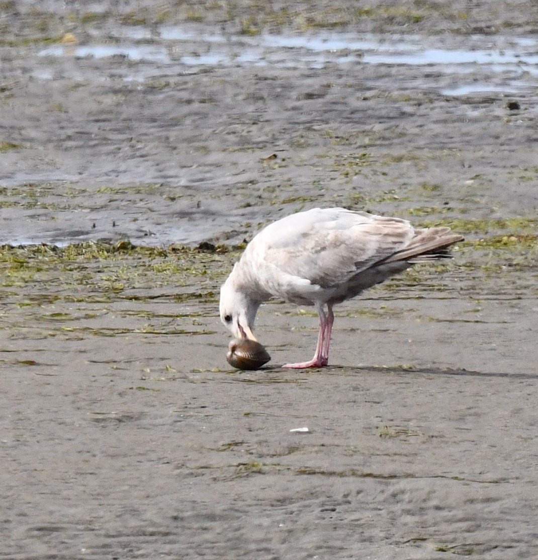 Glaucous-winged Gull - ML620511584