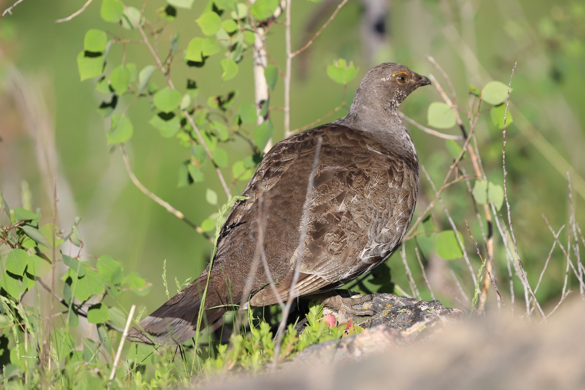 Dusky Grouse - ML620511597