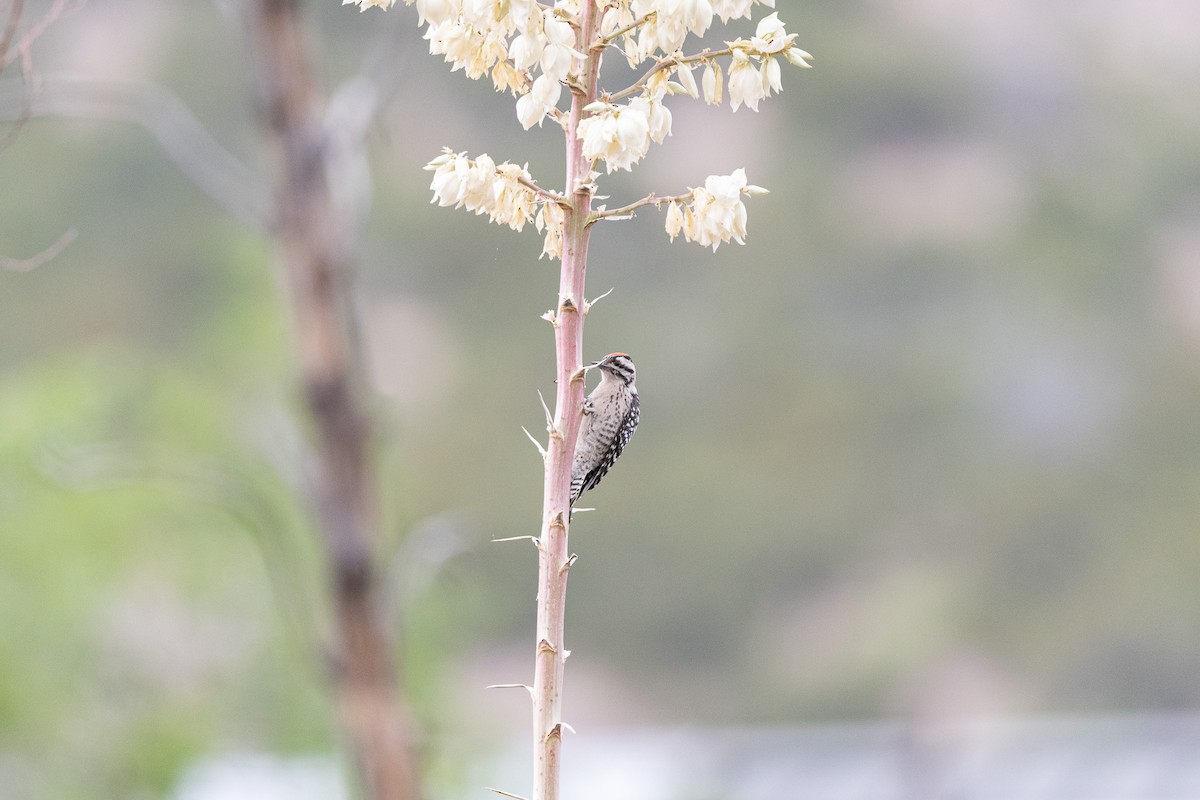 Ladder-backed Woodpecker - ML620511599