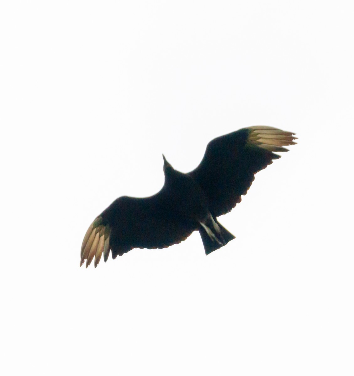 Black Vulture - ML620511602