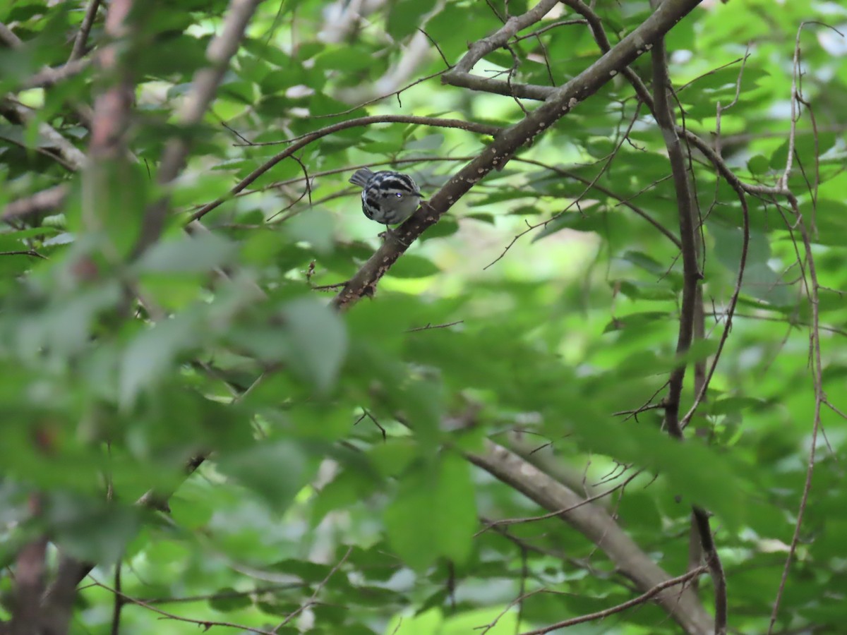 Black-and-white Warbler - ML620511603