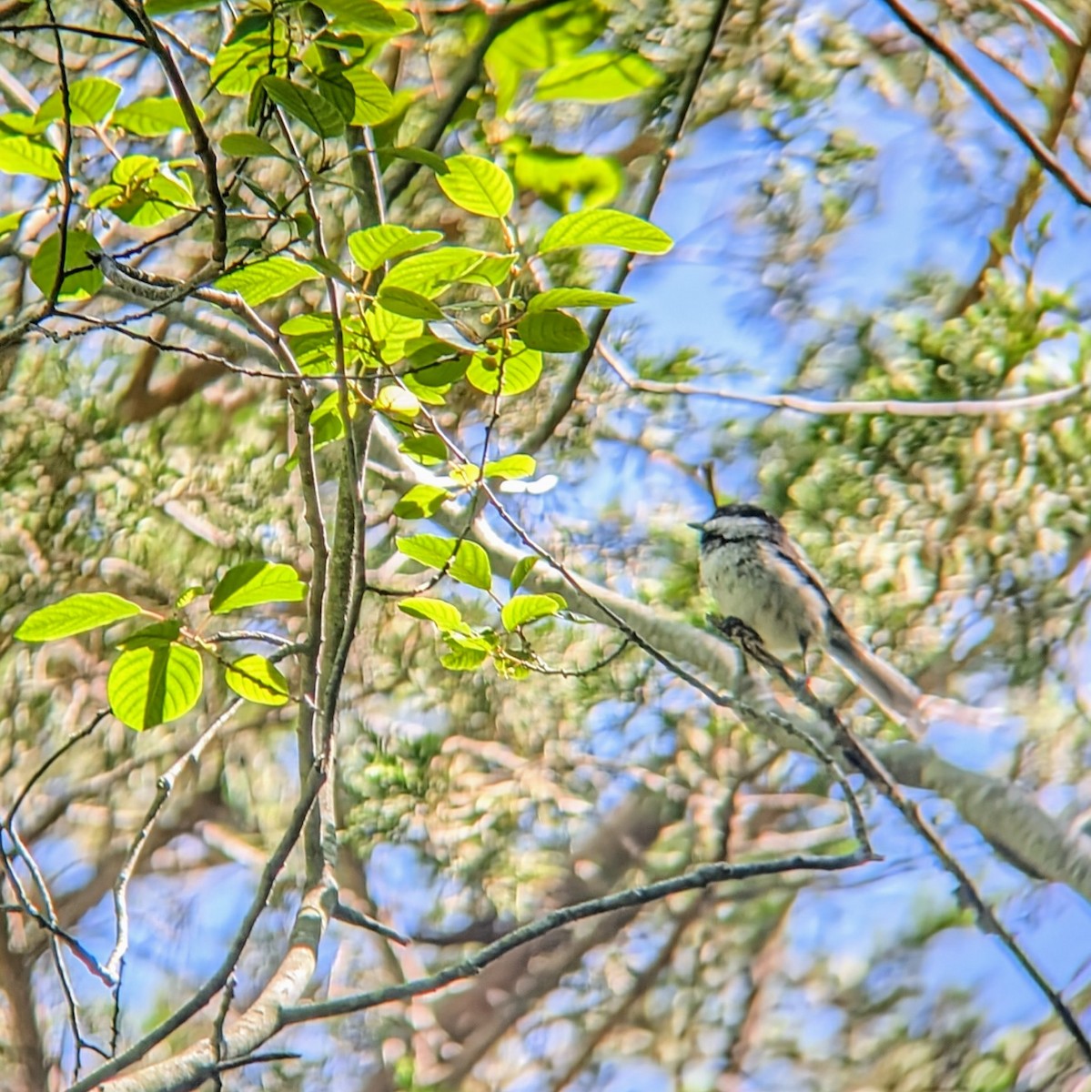 Black-capped Chickadee - ML620511607