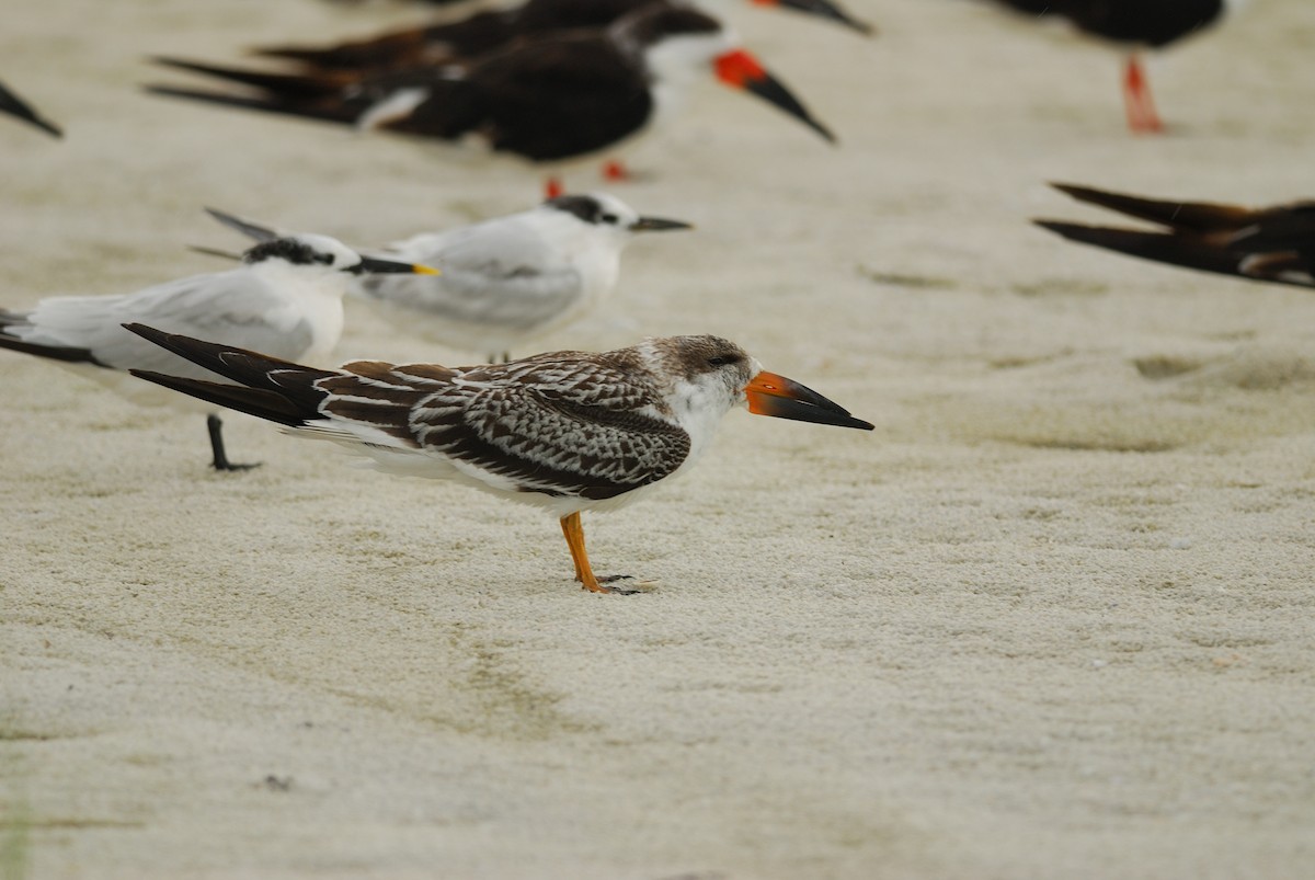 Black Skimmer - ML620511614