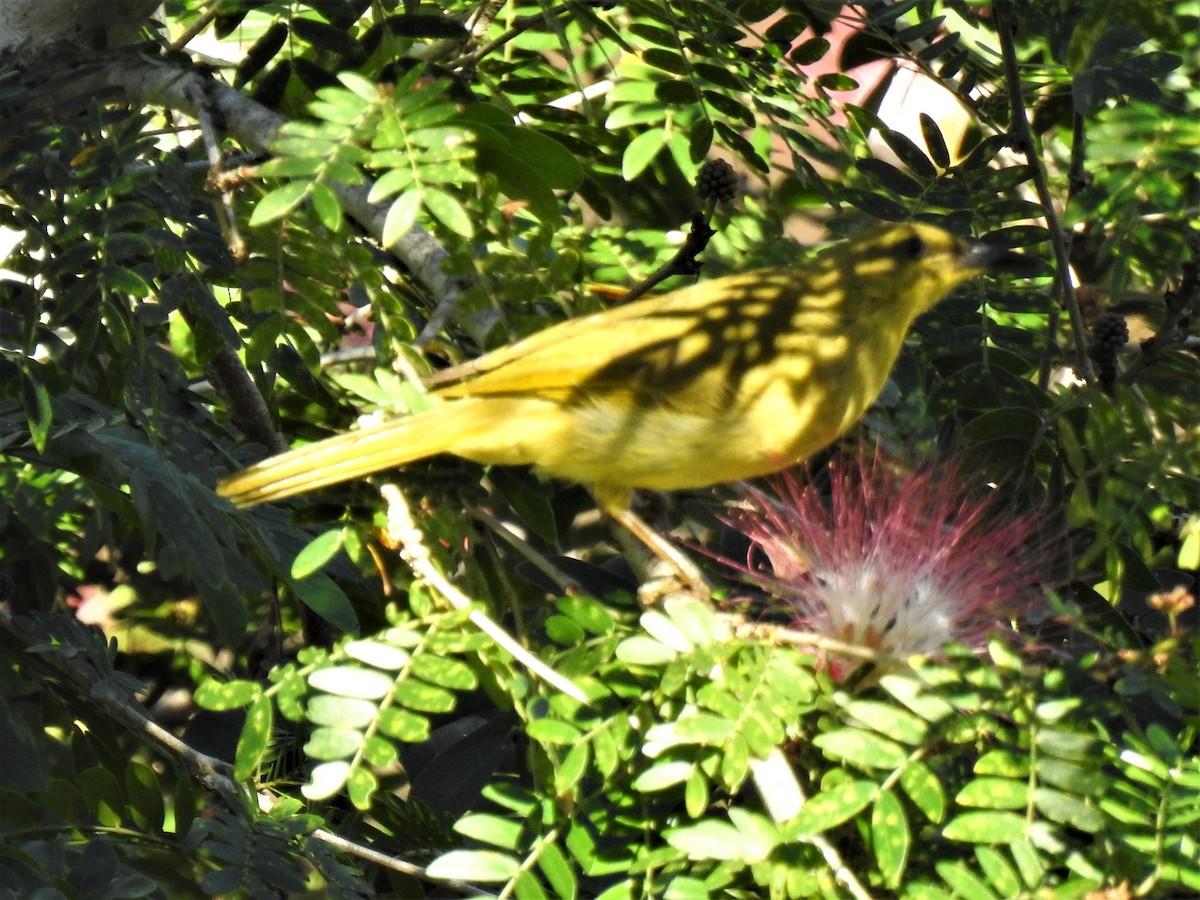 Yellow Honeyeater - ML620511617