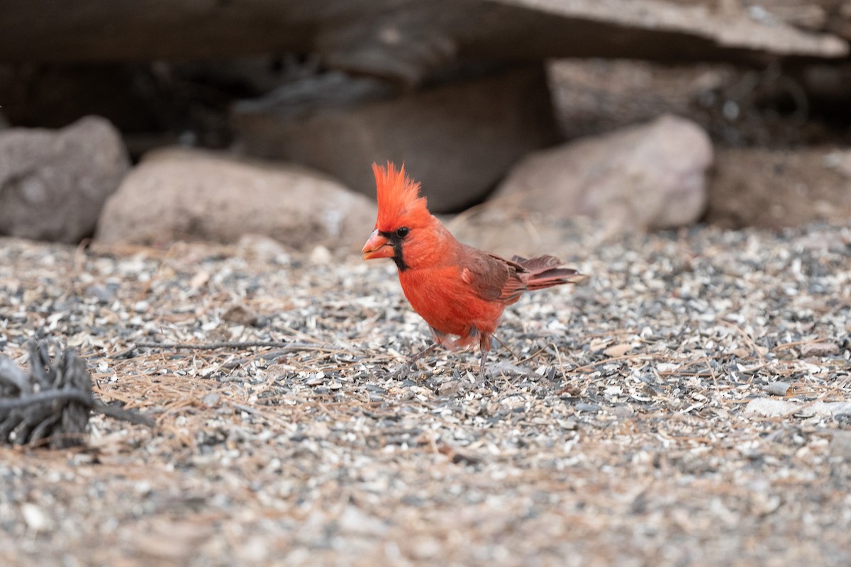 Cardinal rouge - ML620511621