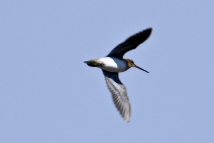 Common Snipe - ML620511623