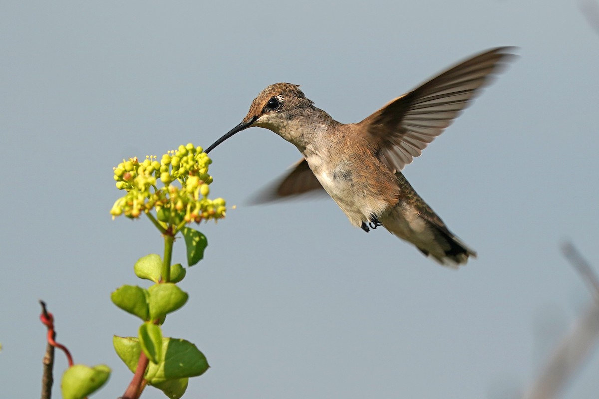 Black-chinned Hummingbird - ML620511624